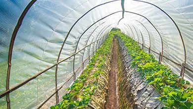 Young plants growing in a very large plant nursery 